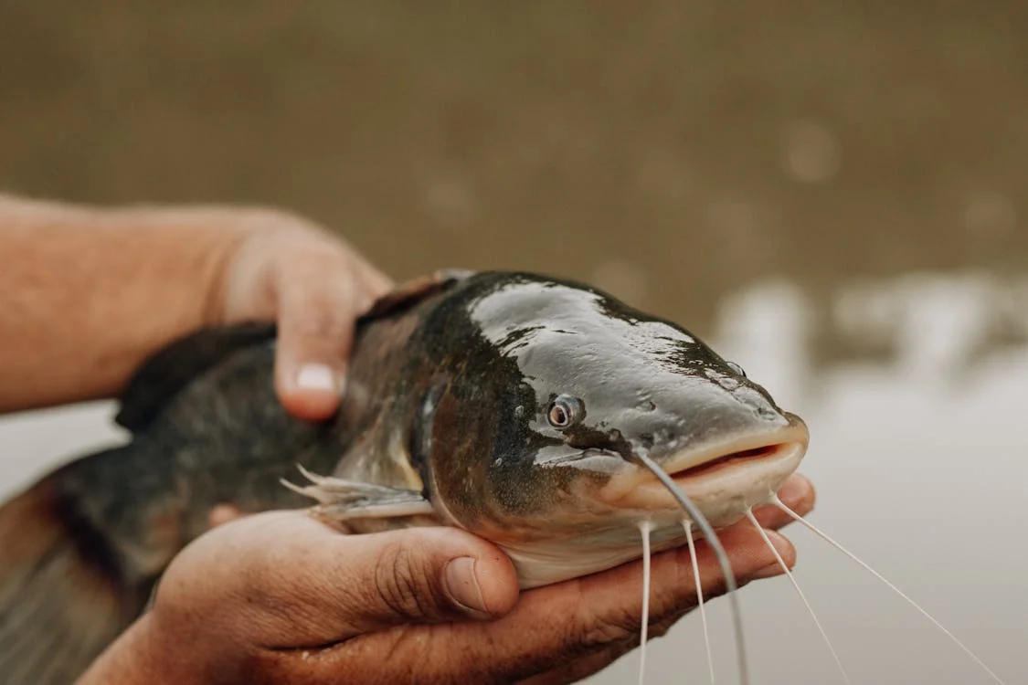 Catfish: The best Top 10 Lesser-Known Facts About Catfish